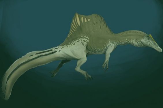 moroccan spinosaurus