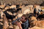 Une campagne de collecte de croquettes pour sauver les animaux errants au Maroc