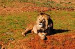Maroc : L'ANEF écarte l'hypothèse des attaques de lion