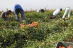 Italie : 200 000 migrants régularisés pour pallier la pénurie de travailleurs dans l'agriculture