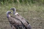 Maroc : La trajectoire migratoire des vautours d'Afrique n'a pas livré tous ses secrets