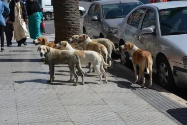 لفتيت: العمليات المتعلقة بتدبير ظاهرة الكلاب الضالة تتم في إطار احترام مبدأ الرفق بالحيوان
