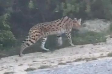 Maroc : Un serval, espèce en voie d’extinction, vu à Tanger