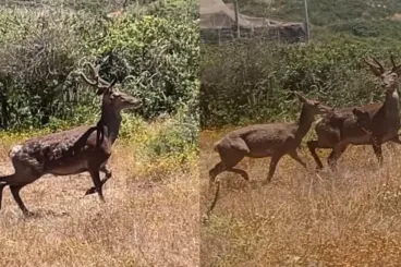 Beni Snassen Natural Park welcomes Barbary deer in biodiversity push