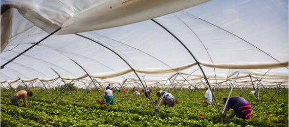 Three farm owners in Huelva say Moroccan strawberry pickers are called prostitutes./Ph. DR