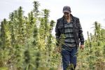 Maroc : Les revenus du cannabis pourront dépasser ceux des produits agricoles