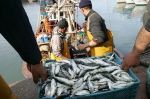 Maroc : Hausse des débarquements de la pêche 20% à fin juillet (ONP)