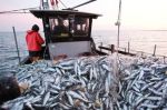 Pêche au Maroc : Les débarquements dépassent 1,5 MT en 2022