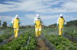 Pesticides européens importés par le Maroc : L'ONSSA annonce un réexamen en 2021