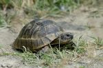 Des associatifs sanctionnés pour vouloir renvoyer au Maroc des tortues importées illégalement ?