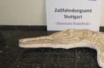 Un fossile de crocodile importé illégalement en Allemagne remis au Maroc