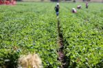 Italie : Face à la pénurie de main d'oeuvre agricole, les saisonniers marocains convoités