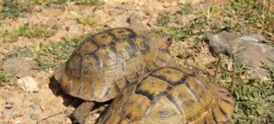 Moorish tortoises. / DR