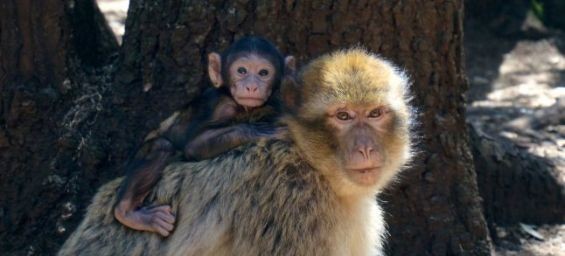 Barary Macaques in Azrou, Morocco. / DR