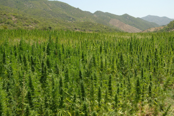 The legalization of cannabis in Morocco will be managed by an agency «supervised by the State»