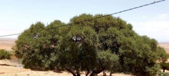 UN adopts May 10th as International Argan Tree Day