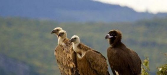 The remains of three different vulture species of the old world found in Morocco