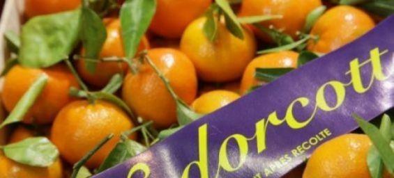 Spain : CJEU rules in favor of a company associated with Agricultural Domains of the Moroccan royal family