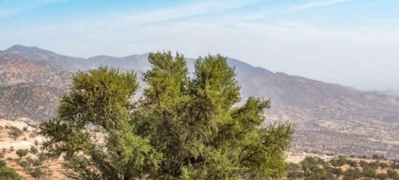 Morocco, UN to celebrate Monday in Agadir first International Day of Argania