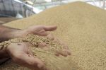 Maroc : Les importations de blé augmentent en mars dans le cadre des nouveaux quotas