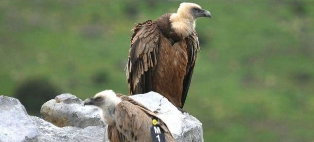 M13 with M14 after being released into the wild./Ph. BirdLife. Rachid El Khamlichi 