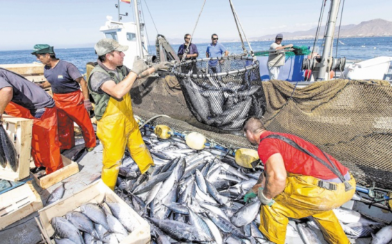 Archives des Fils - Articles de Peche Tunisie