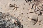 Archéologie : Les dinosaures ont-ils vécu dans le Haut Atlas durant le Jurassique ?