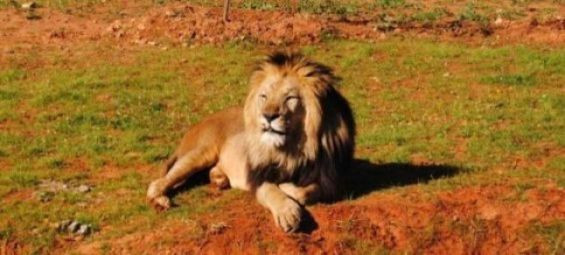 A lion wandering in Morocco forests, national agency rules out claims