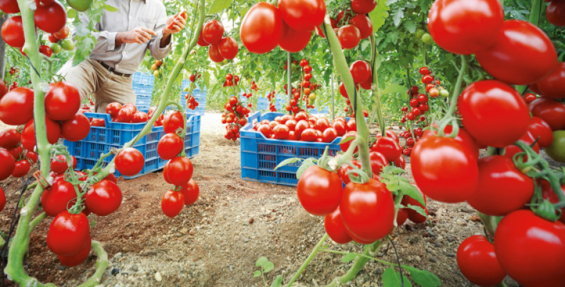 Spanish agriculture warns of food security crisis due to Moroccan imports