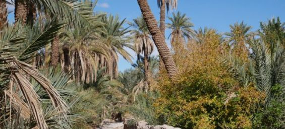 Moroccan oasis gets second life as startup and partners launch restoration effort