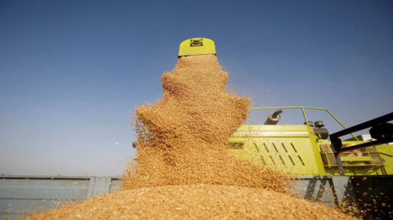 North African drought may further increase wheat imports, report warns