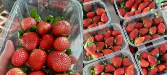 EU Food Alert System detects Norovirus in Moroccan strawberries