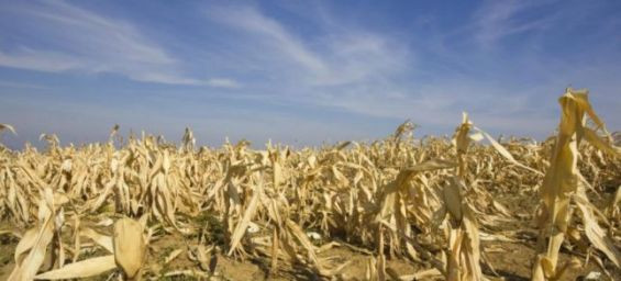 Morocco to increase wheat imports as drought weakens crop
