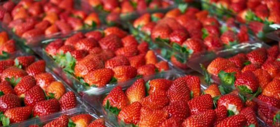 Moroccan strawberry exports test negative for Hepatitis A and Norovirus, ONSSA finds
