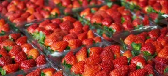 Morocco's Ministry of Agriculture threatens legal action over strawberry misinformation