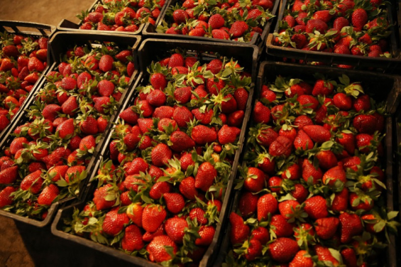 Spain’s Popular Party exploits strawberry controversy to target Moroccan imports