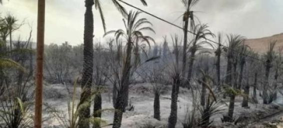 Nearly 900 palm trees destroyed in devastating fire at Ouled Chaker oasis