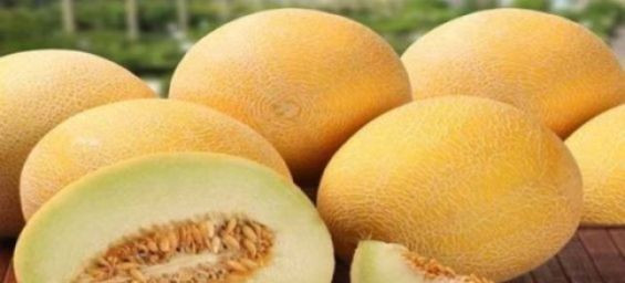 EU issues alert on Moroccan melons exceeding pesticide limits