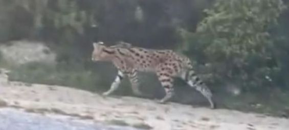 Rare serval cat spotted near Tangier, Water and Forests agency launches search