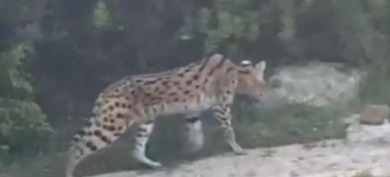 Maroc : Un serval, espèce en voie d’extinction, vu à Tanger