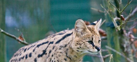Maroc : Le serval aperçu à Tanger a regagné son domicile