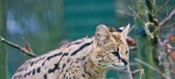 Lost serval spotted near Tangier reunited with owner