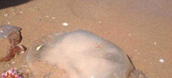 Researchers discover alien jellyfish off Moroccan coast