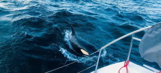 Orcas sink yacht after attack in Moroccan waters