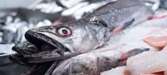 EU issues new alert over Moroccan hake containing parasites