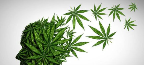 Cannabis : risque de trouble psychotique multiplié par 11 chez les adolescents 