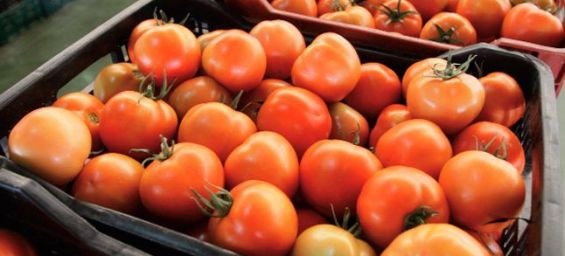 Moroccan tomatoes conquer Europe, dethroning local suppliers