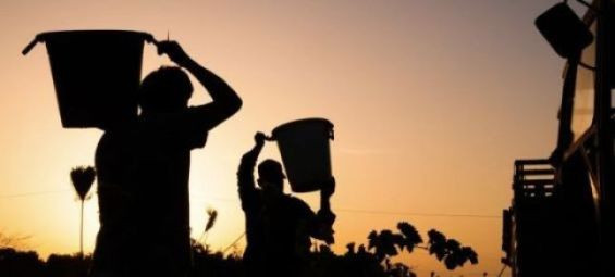 Moroccan workers exploited in French vineyards, trafficking ring busted
