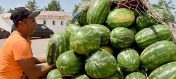 Cold snap and drought cripple Morocco's melon and watermelon season