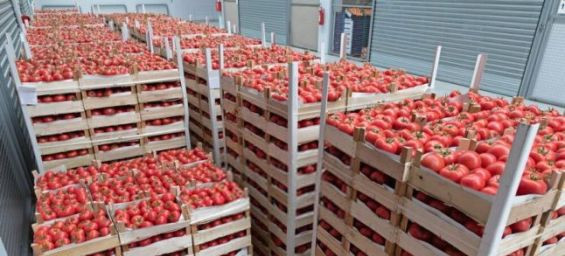 Unpredictable weather, strikes hit Moroccan early produce season